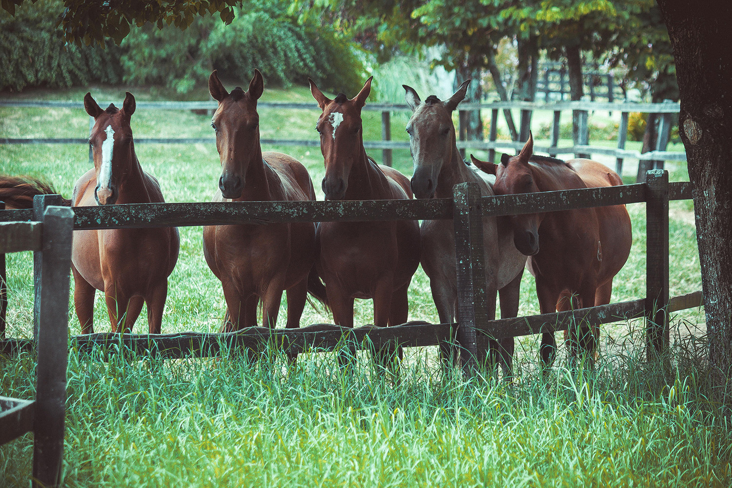 Group of horses for Equine Assisted Psychotherapy