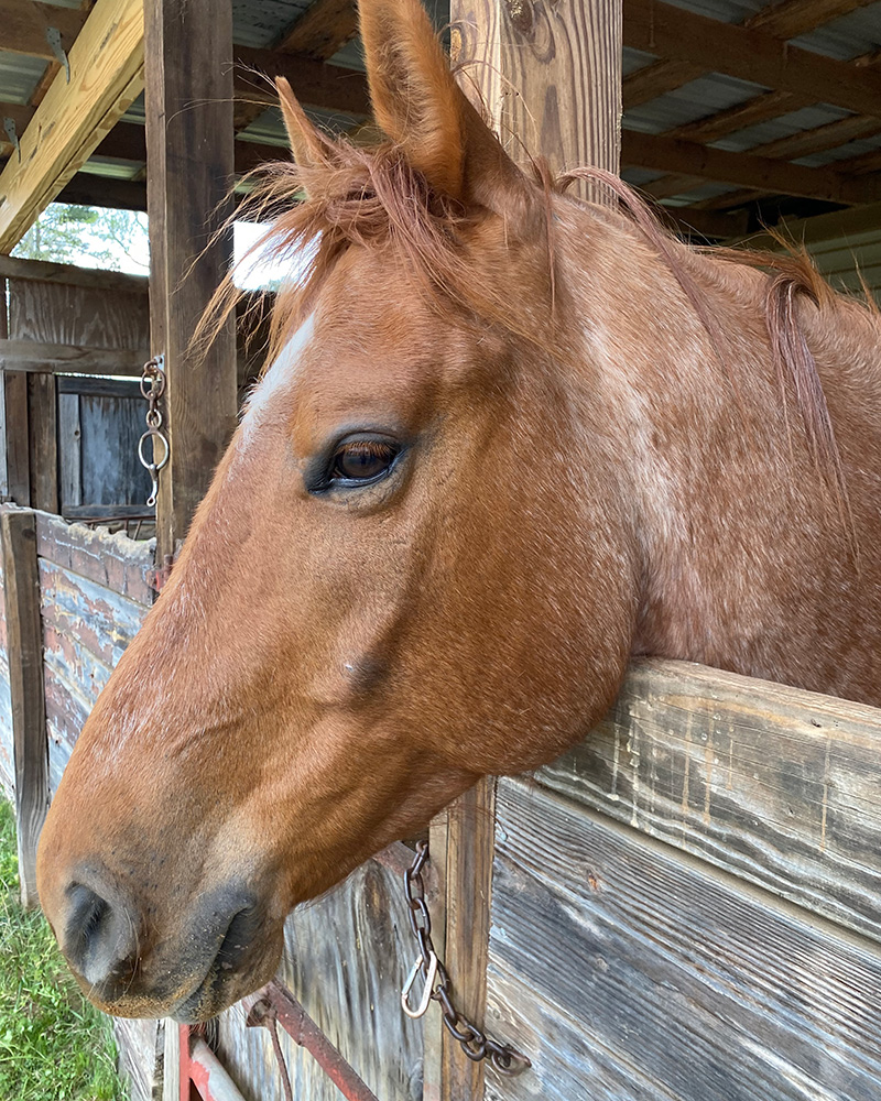 Horse for equine-assisted therapy in Atlanta