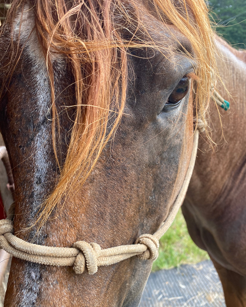 Close up of a horse's eye; Get answers to frequently asked questions about equine assisted therapy