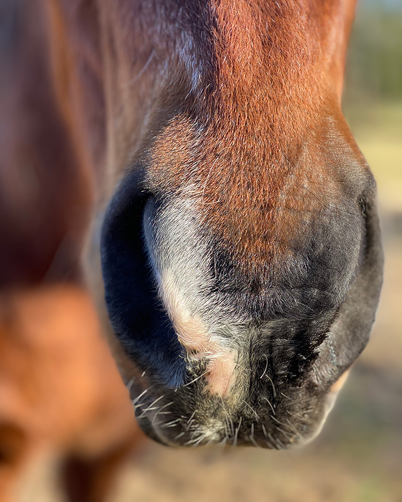 Close up of horse's snout