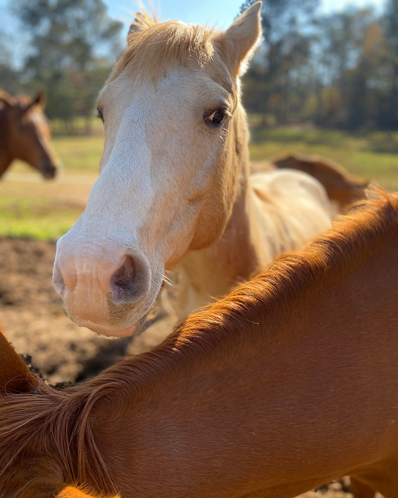 White horse next to a brown horse