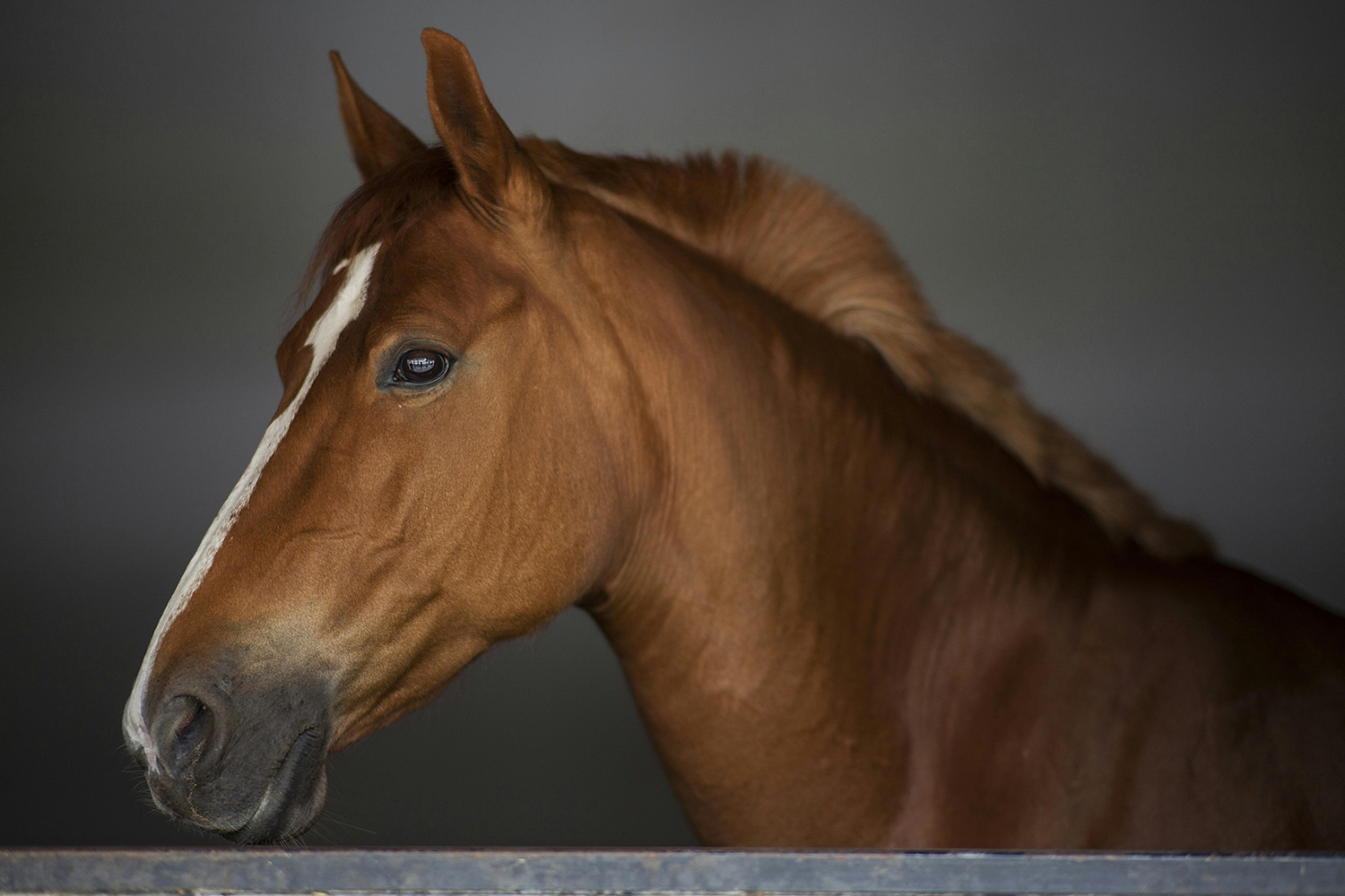 Grief and Loss support through Equine Assisted Psychotherapy