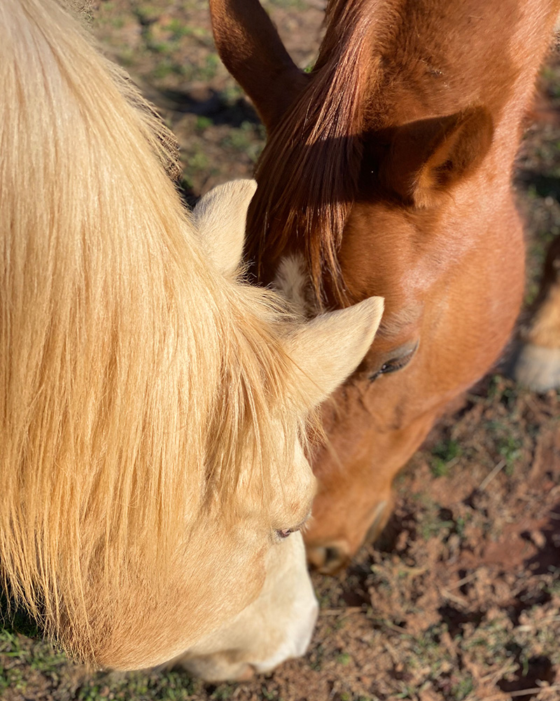 Two horses giving each other a kiss