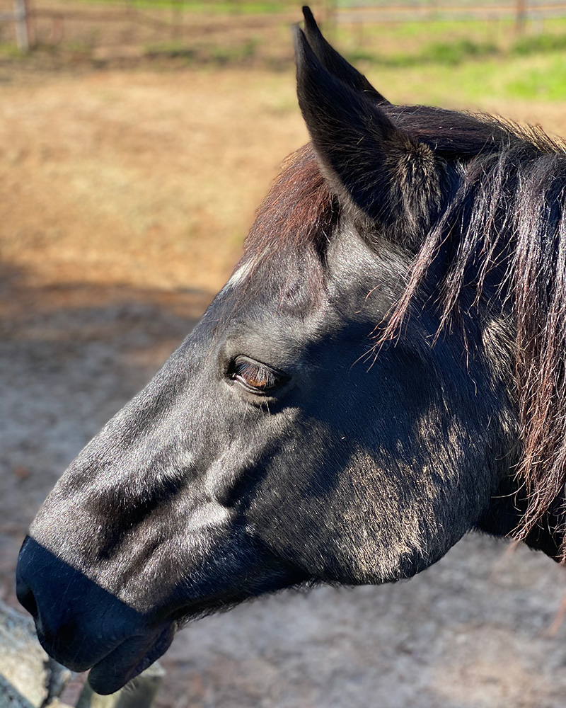 Black horse for equine assisted therapy in Atlanta