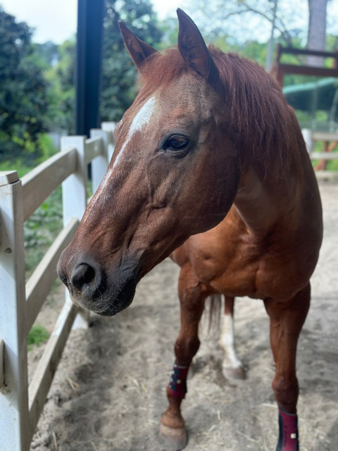 Close up of a horse after assisting with anxiety and depression