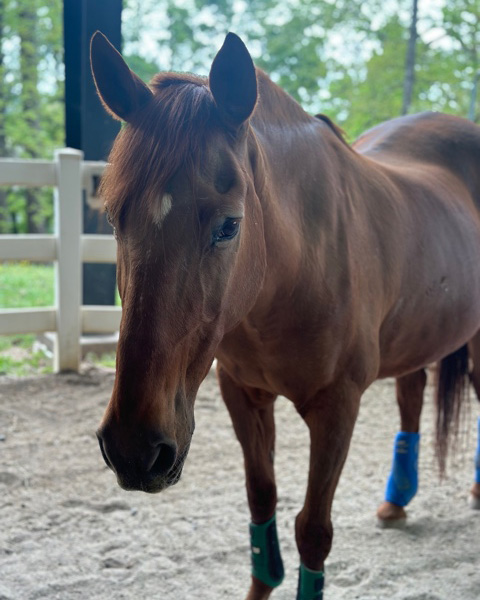 Horse in front of fence helping with anxiety