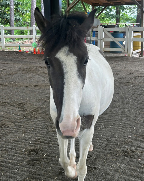 White and brown horse helping with therapy for depression