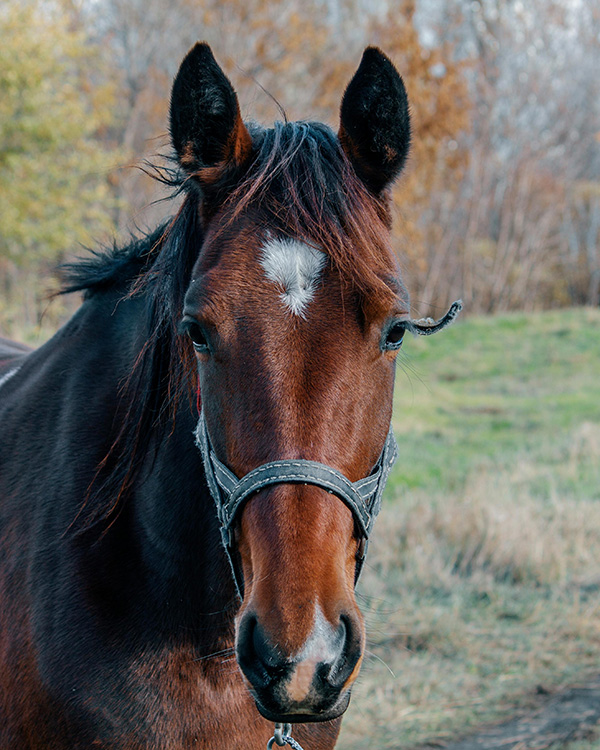 Horse in the fall; equine assisted psychotherapy for adults