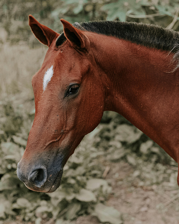 Horse with dirt background; equine assisted psychotherapy for teens