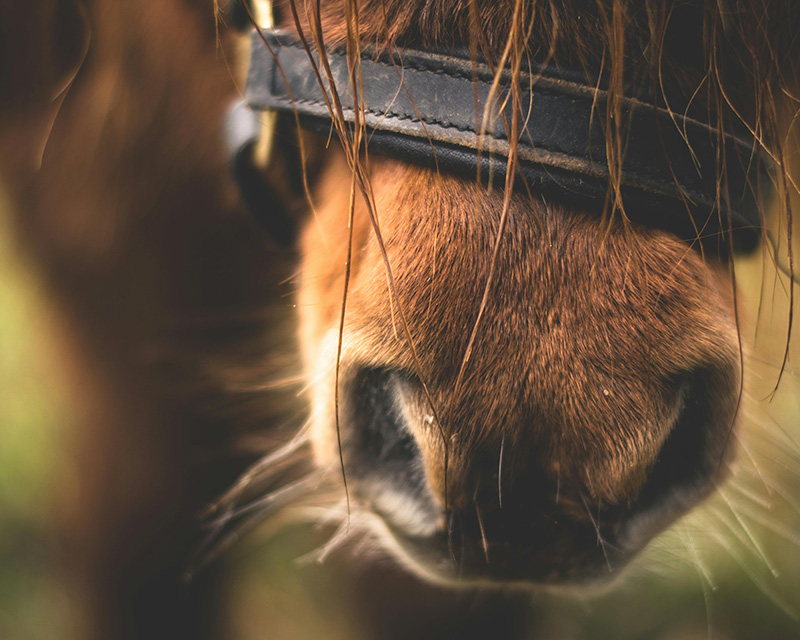 Close up of horse's nose; equine assisted psychotherapy for adults in Atlanta