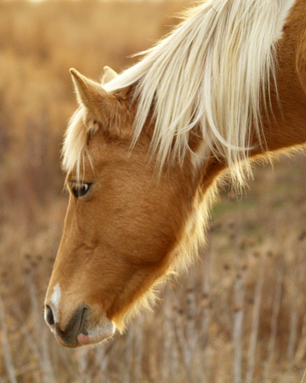 Light brown horse in a field