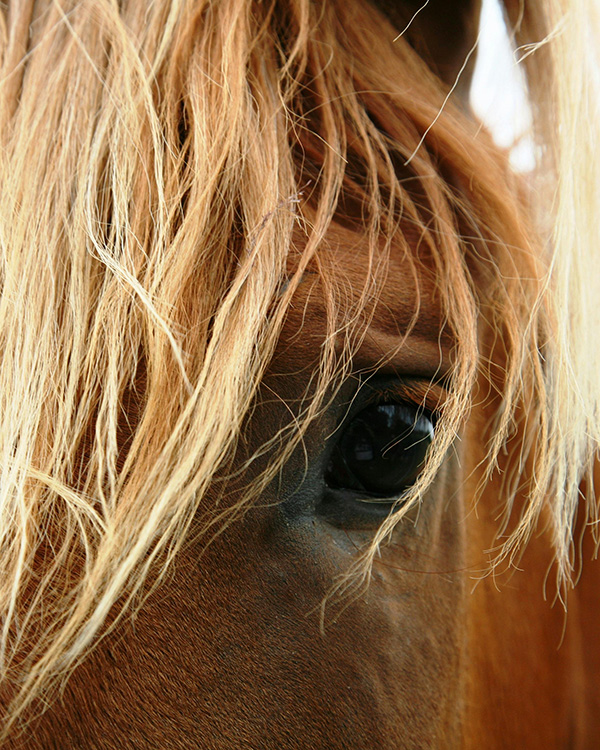 Close up of horse's eye with blond mane