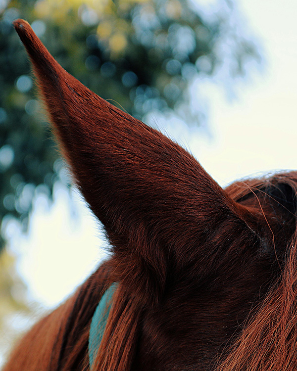 Close up of horse's ear; faq about individual equine assisted psychotherapy