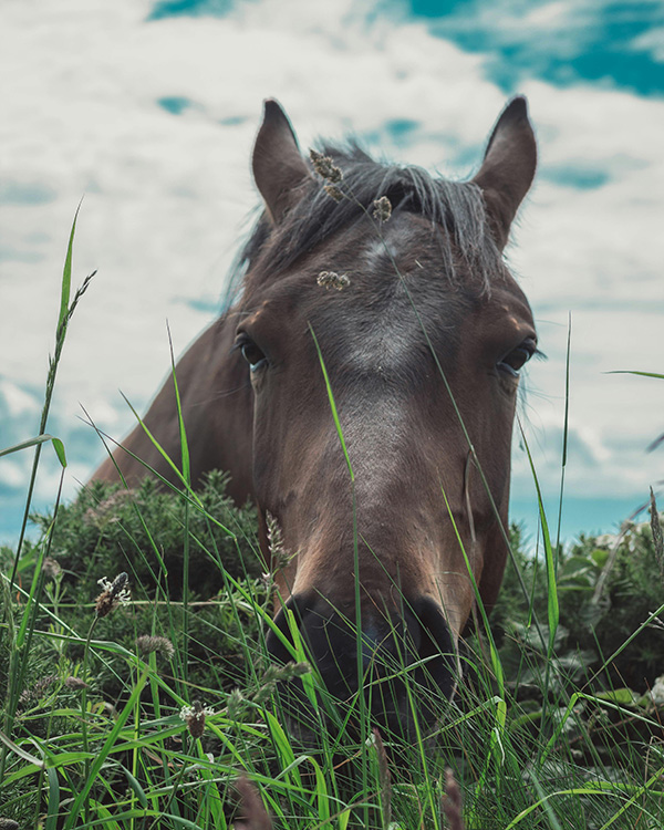 Horse eating grass; faq about individual equine assisted psychotherapy