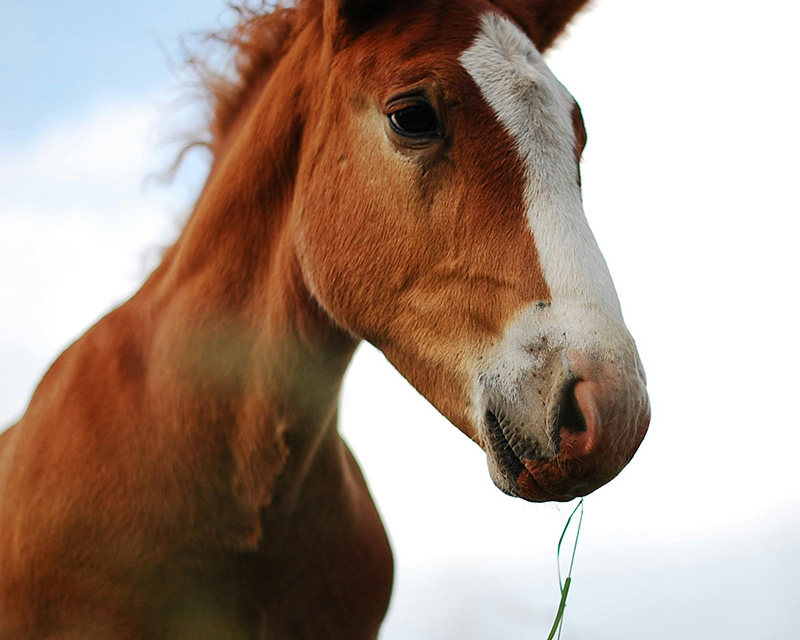 Horse with a blade of grass in its mouth