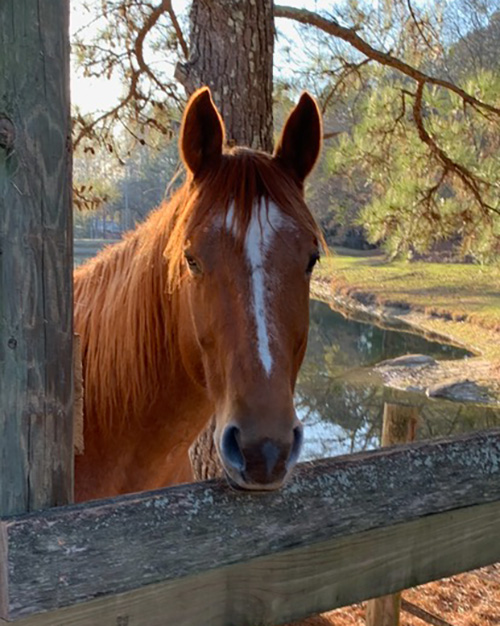 Horse at Chastain Horse Farm